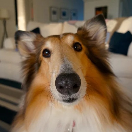 dog staring at camera