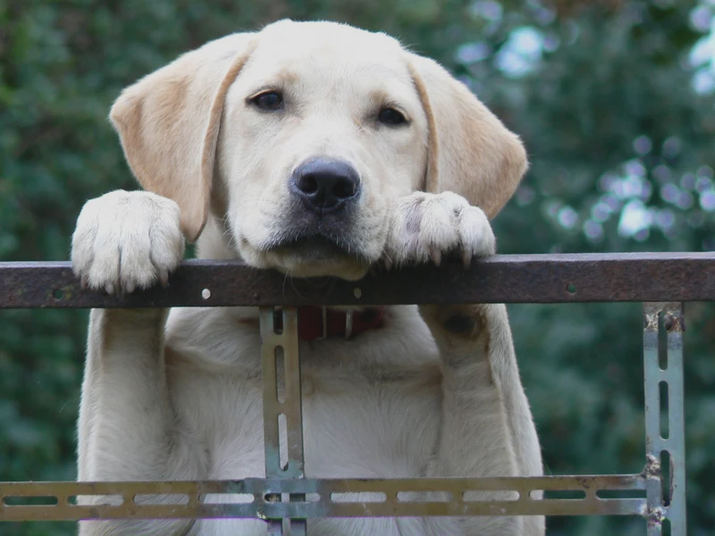 dog with paws and head resting on handlebar